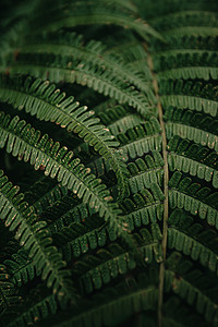 深绿ui摄影照片_雨天一些蕨叶在深绿色调上的纹理垂直超特写