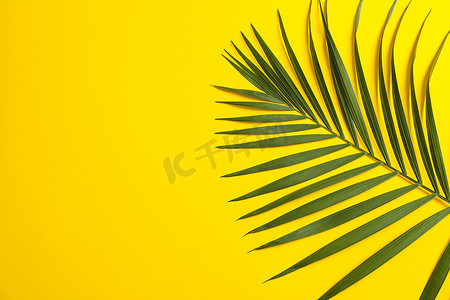 文字夏天摄影照片_彩色背景中美丽的热带棕榈叶，文字空间