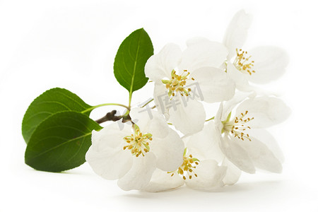 在白色的苹果树花