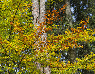 五颜六色的秋天山毛榉树枝和叶子在森林自然坝