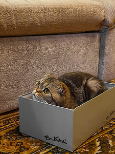 鞋盒里有一只可爱的猫