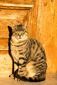 流浪猫摄影照片_另一张无家可归的流浪猫的画像
