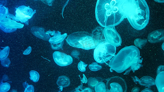 闪亮的荧光水母在水下发光，深色霓虹灯动态脉动紫外线模糊背景。