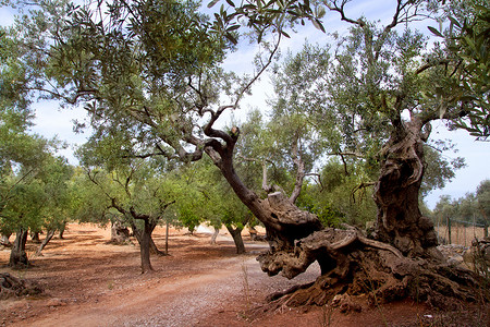 从马略卡岛海岛的古老地中海橄榄树
