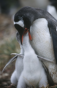 活泼小企鹅摄影照片_英国福克兰群岛巴布亚企鹅喂养小鸡