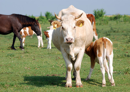 牧场上的母牛和小牛