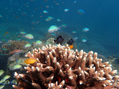 海中有珊瑚的海鱼，有海洋生物的水下景观