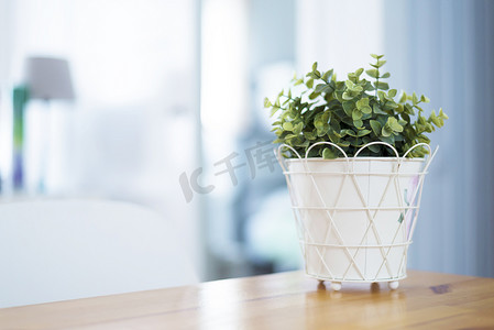 桌上的花摄影照片_室内绿色植物到木桌上的白色花盆里