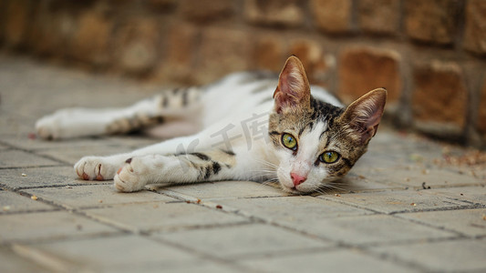 躺在地上的流浪猫，微微抬起头，好奇地看着镜头，迷人的眼睛。