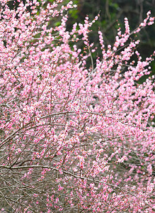 梅花花瓣摄影照片_梅花开花