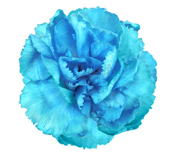 康乃馨的蓝色花