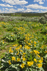 Arrowleaf Balsamroot (Balsamorhiza sagittata) 花和初夏的 Gros Ventre 山脉，大提顿国家公园，提顿县，美国怀俄明州