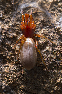 土虱蜘蛛 (Dysdera crocata)