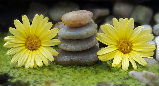 黄色的花朵和石头