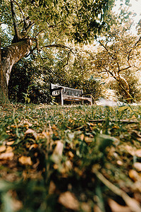 秋天阳光明媚的一天，公园里的木凳垂直