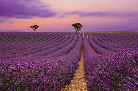 紫色薰衣草摄影照片_日落时普罗旺斯的紫色薰衣草田