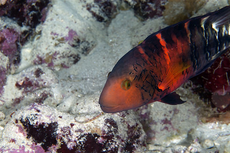 红海中的红胸辉煌濑鱼。