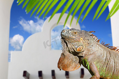 墨西哥鬣蜥白色拱门在墨西哥安置蓝天