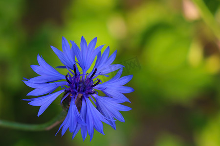 在阳光明媚的日子里盛开蓝色的矢车菊花。