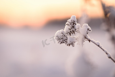 花在冬天覆盖了大雪和日落时间