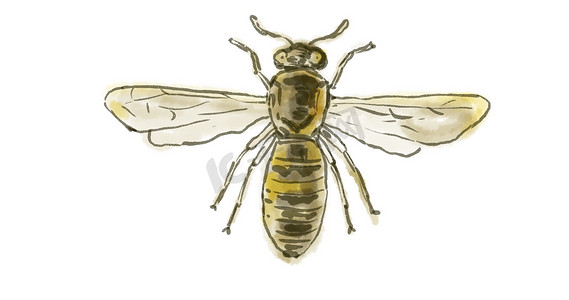 西班牙花粉黄蜂绘图