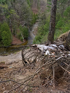 河流上方陡峭峡谷的严重侵蚀揭示了土壤中松树的裸根系统