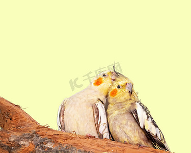 澳大利亚黄鹦鹉