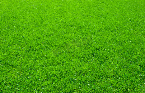 绿色草皮摄影照片_绿草地