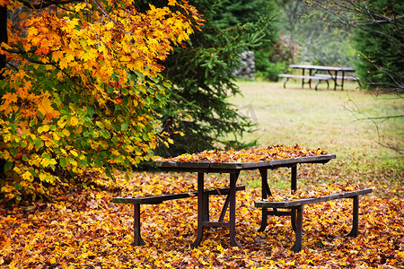 与秋叶的野餐桌