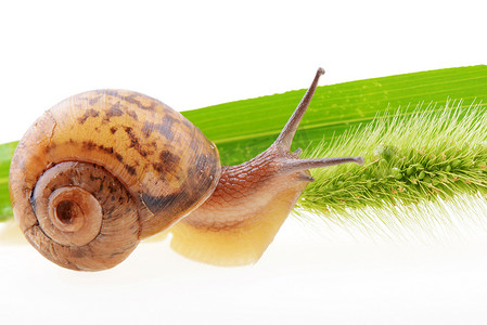 极速蜗牛极速蜗牛摄影照片_草地上的蜗牛