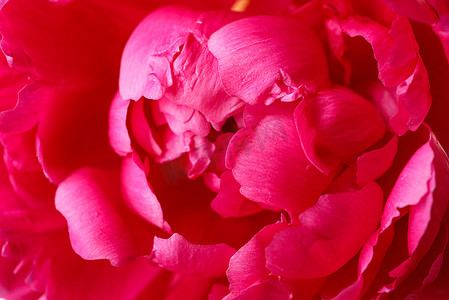 作为背景的美丽的桃红色牡丹花，特写镜头