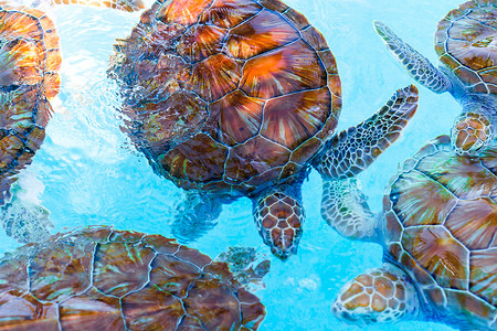 海龟从保护区的水里看，直到它们被释放到公海