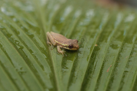 小松树林树蛙 Dryphophytes femoralis 栖息在 gr