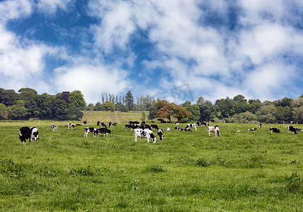 欧洲牧场摄影照片_在绿草如茵的农场牧场放牧奶牛