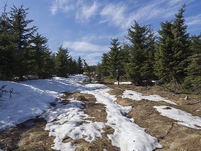 春天，背着背包和帽子的徒步旅行者在 Jizerske hory 山的人行道或小路上行走，阳光明媚的日子里，郁郁葱葱的绿色云杉林和雪，蓝天背景
