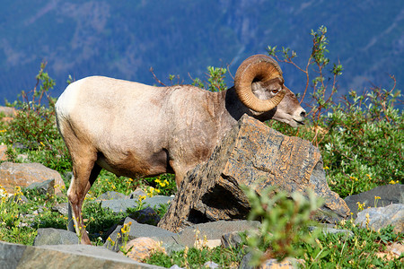 大角羊 (Ovis canadensis) - 蒙大拿州