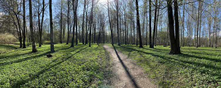 春天第一天在森林里的全景，长长的影子，蓝天，树芽，桦树树干，阳光明媚的日子，树林里的小路