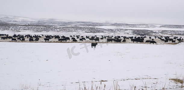 大风车风车摄影照片_Domestic Farm Animals Cows 冬季风景 Frozen Country Ranch
