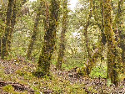 原始森林摄影照片_新西兰马尔堡的原始山雨林