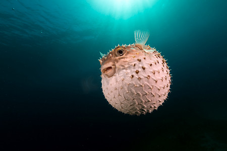 Yellowspotted burrfish 使用它的防御系统。
