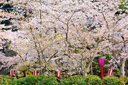 寺内的樱花树
