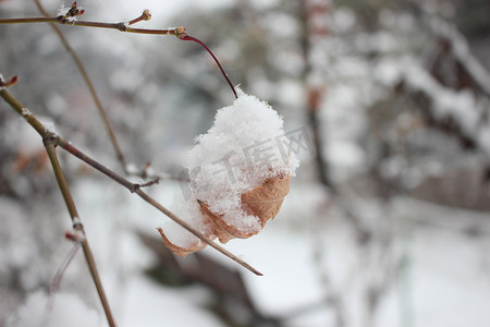 冬季降雪期间植物叶子上的雪