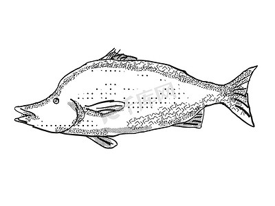 巨型 Boarfish 新西兰鱼卡通复古画