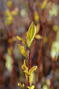 杂色山茱萸 Gouchaultii