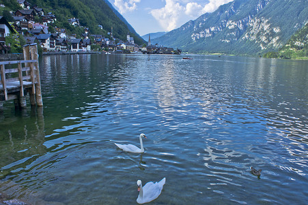 阿尔卑斯山的哈尔施塔特，奥地利湖中游泳的天鹅