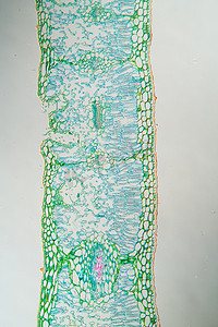 显微镜下的杂草叶横截面 100x