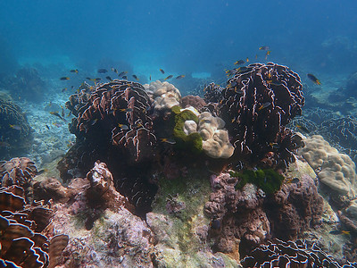 海中有珊瑚的鱼群