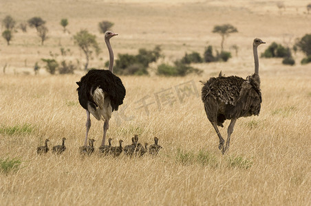 两只鸵鸟 (Struthio camelus) 和婴儿在大草原