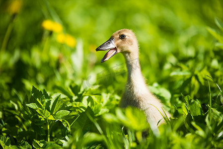小家电组合摄影照片_坐在绿草中的小家养灰鸭
