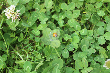 祝君吉祥虎年大吉摄影照片_花园里四叶草上的一只瓢虫